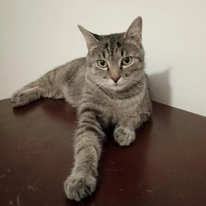 Cleo thumbnail 2