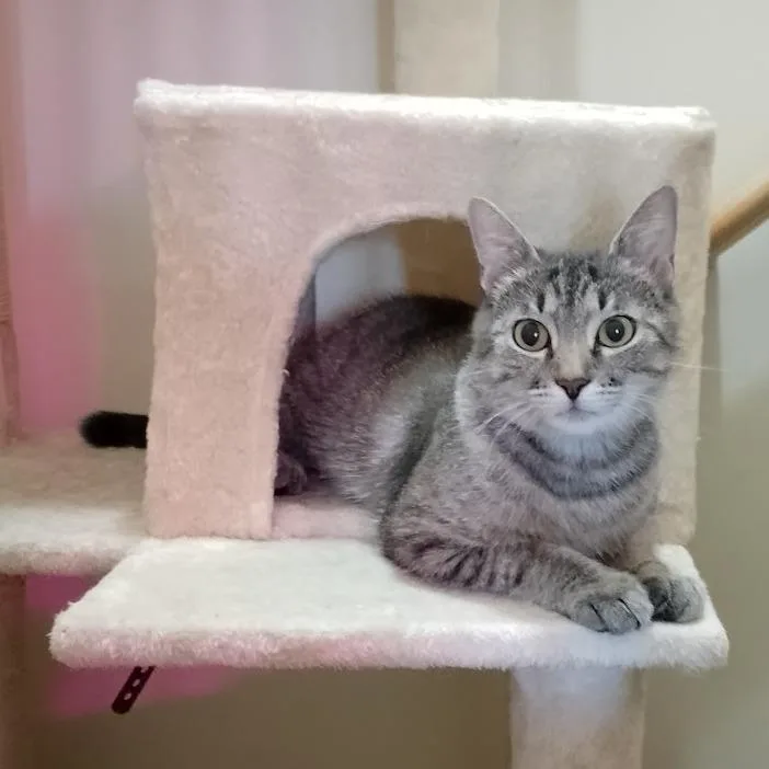 Cleo thumbnail 3