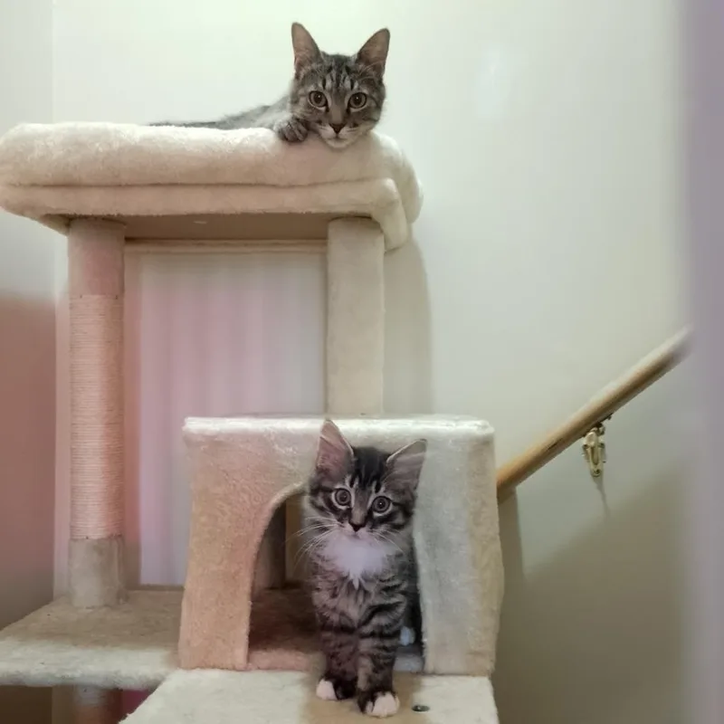 Cleo thumbnail 4
