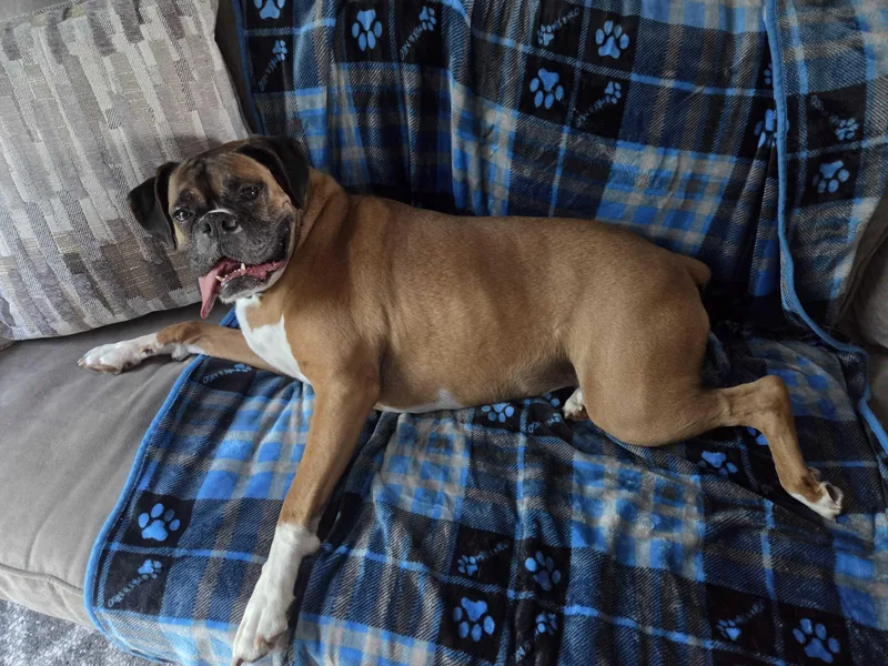 An adult medium-sized female Yellow / Tan / Blond / Fawn Boxer dog named Zoey for adoption in Uxbridge, MA