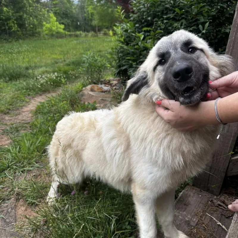 An adult small-sized female White / Cream Great Pyrenees dog named Cleo for adoption in Blue Ridge, GA