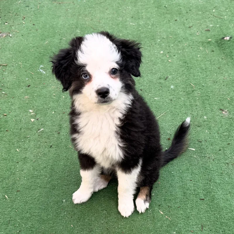 A baby small-sized female Aussiedoodle dog named Bonnie for adoption in Redlands , CA