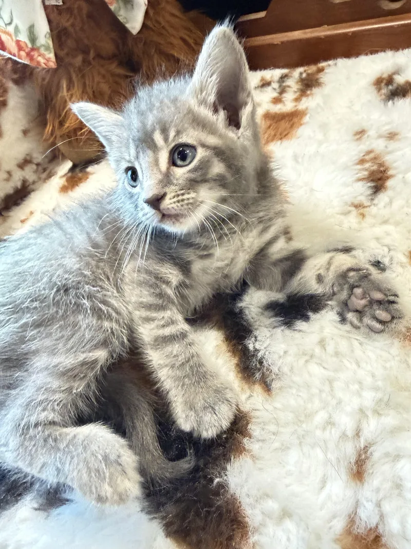 A baby medium-sized male Russian Blue cat named Bluey for adoption in toledo, OH