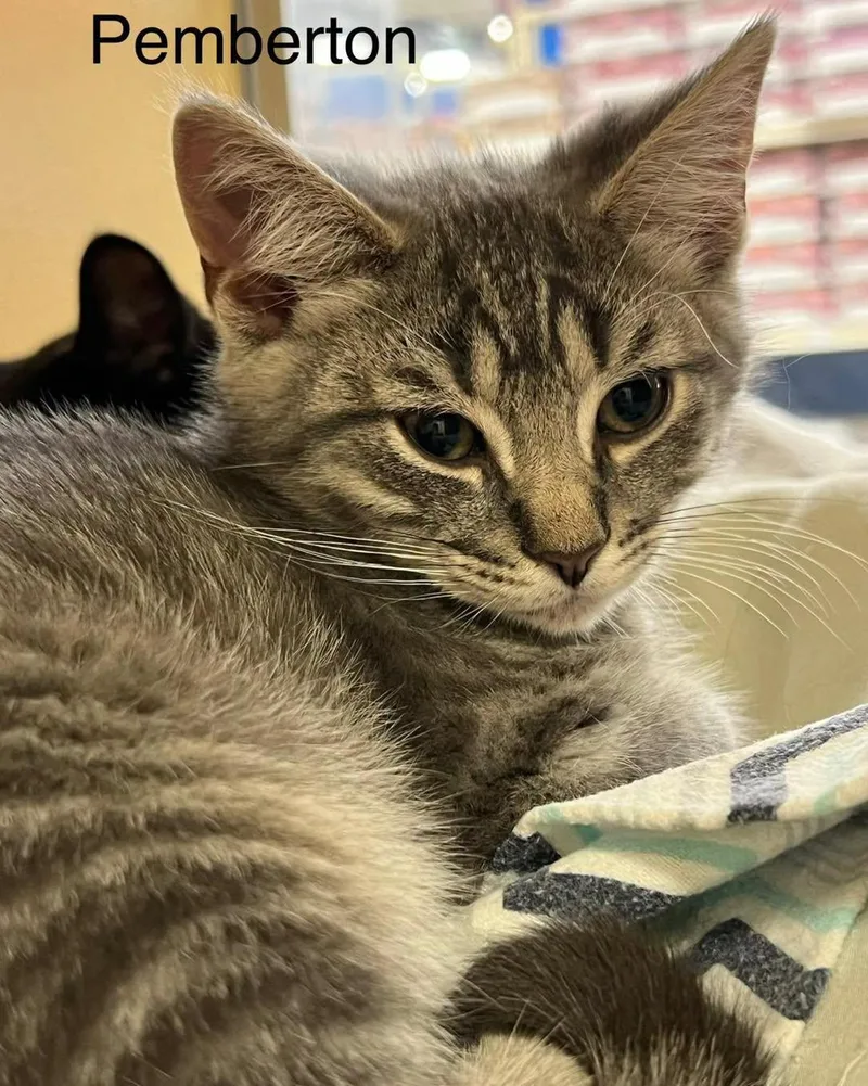 A young medium-sized male Domestic Short Hair cat named Pemberton for adoption in Spring Lake, NJ