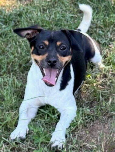 A baby small-sized male Tricolor (Brown, Black, & White) Jack Russell Terrier dog named Junior for adoption in Jackson, LA