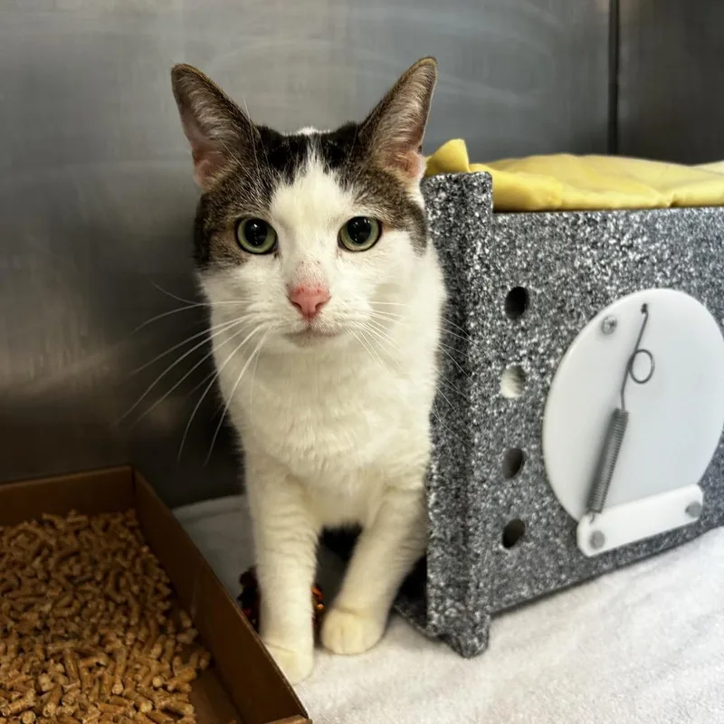 A senior large-sized female Brown / Chocolate Domestic Short Hair cat named Zephyr for adoption in Birdsboro, PA