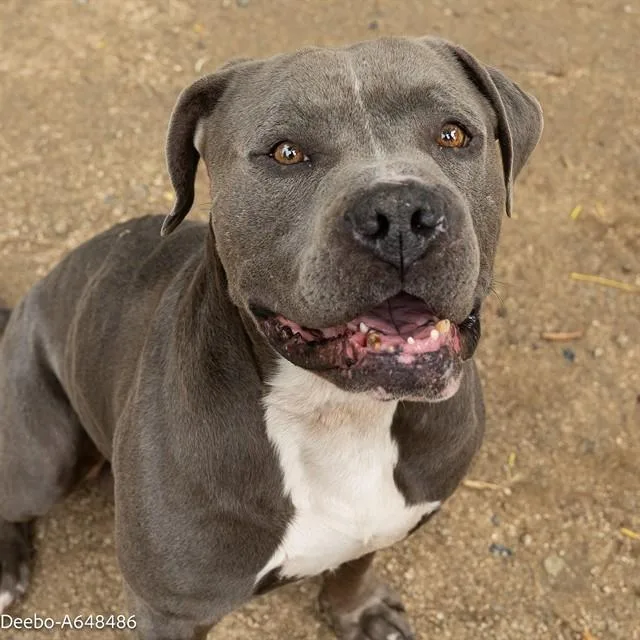 An adult large-sized male Pit Bull Terrier dog named Deebo for adoption in Sacramento, CA