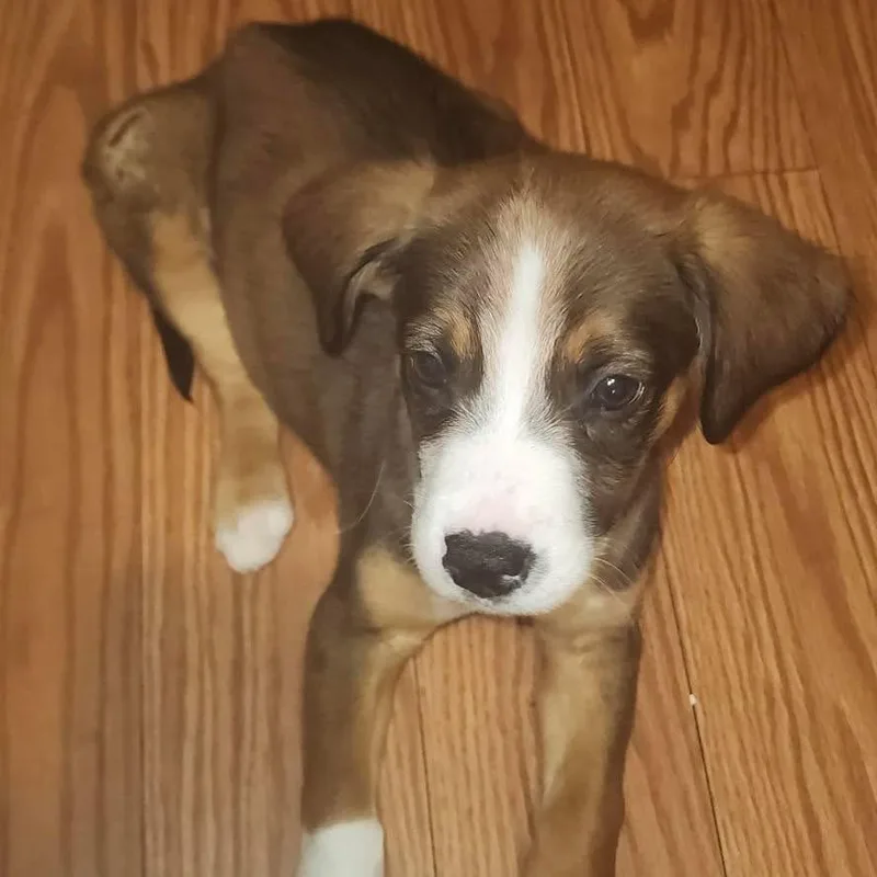A baby medium-sized male Brown / Chocolate Border Collie dog named Carter for adoption in Overland Park, KS