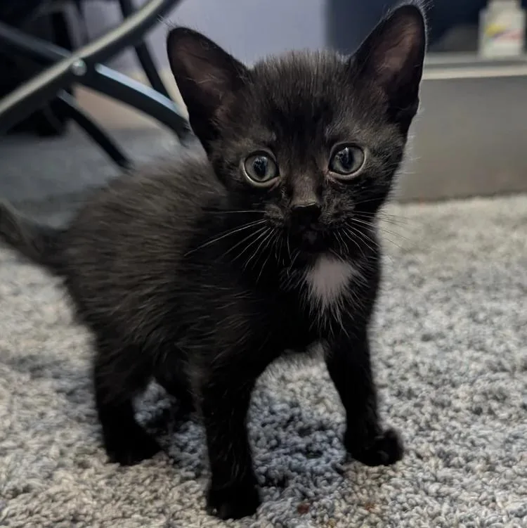 A baby medium-sized male Black & White / Tuxedo Domestic Short Hair cat named Obsidian for adoption in Davison, MI