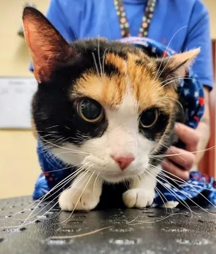 A baby small-sized female Domestic Short Hair cat named Mabel for adoption in Independence, MO