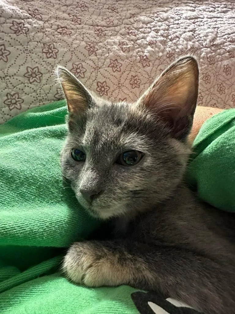 Carmellia thumbnail 2