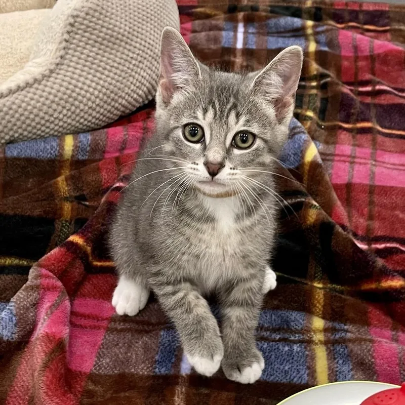 A baby small-sized male Gray / Blue / Silver Domestic Short Hair cat named Moe for adoption in Fairmont, WV