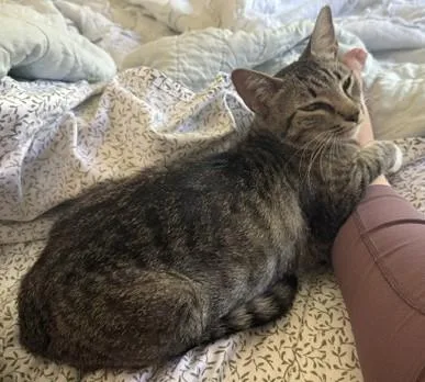 A young medium-sized female Domestic Short Hair cat named Duchess for adoption in Camarillo, CA