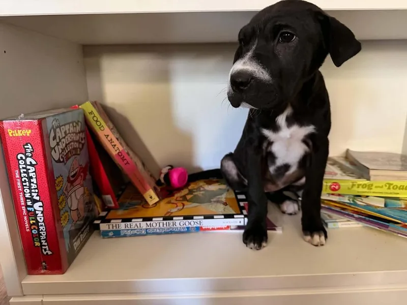 A baby medium-sized female Tricolor (Brown, Black, & White) Shar-Pei dog named Sunday Rose for adoption in Valley Stream, NY