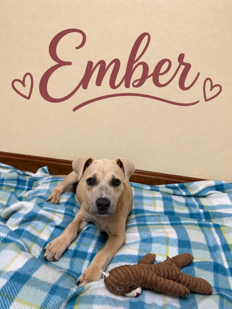 Ember thumbnail 3