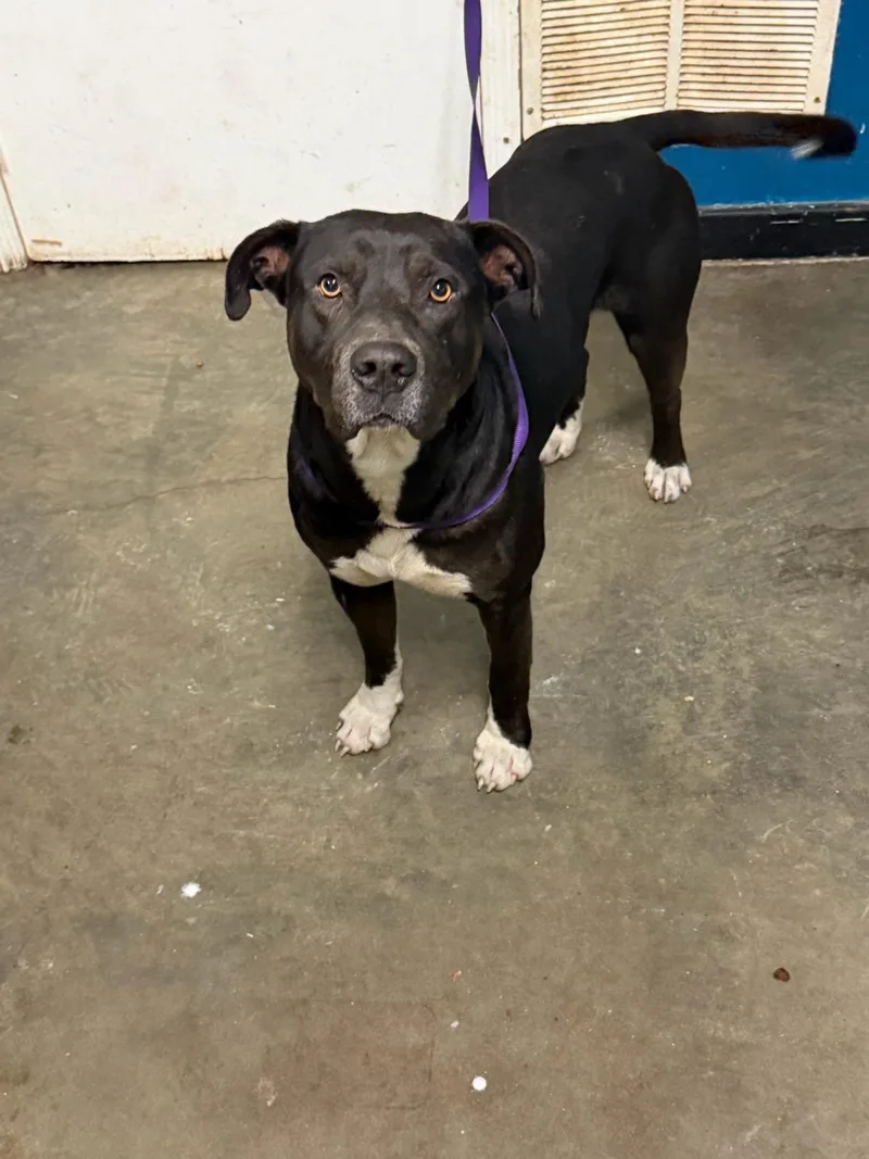 An adult medium-sized male Pit Bull Terrier dog named Truffles for adoption in Ozark, AL