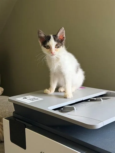A baby small-sized female Domestic Short Hair cat named Skunky for adoption in Louisville, KY