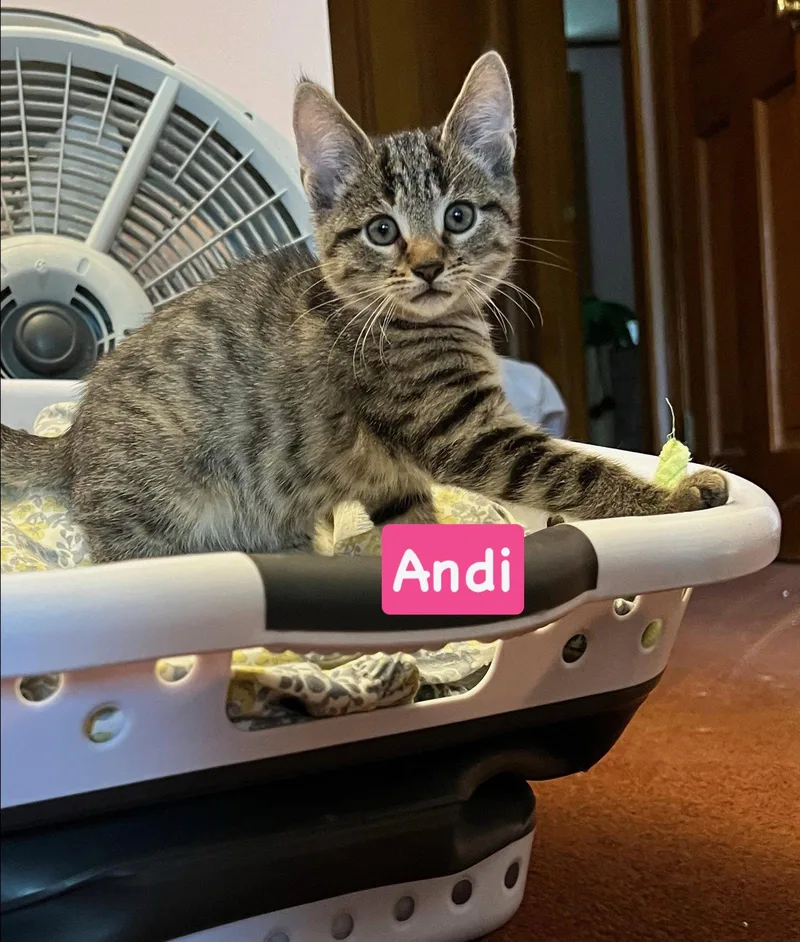 A baby medium-sized female Tabby cat named Andi for adoption in Yardley, PA