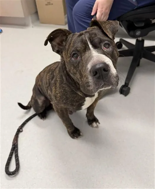 An adult large-sized female American Staffordshire Terrier dog named Lola for adoption in Mesa, AZ