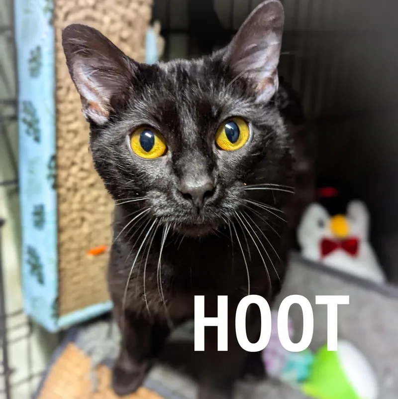 An adult medium-sized female Black Domestic Short Hair cat named Hoot for adoption in Griffith, IN