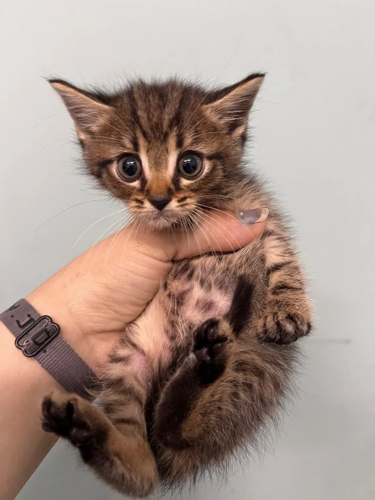 A baby medium-sized male Domestic Long Hair cat named Tiny Tyrant for adoption in Danielsville, GA
