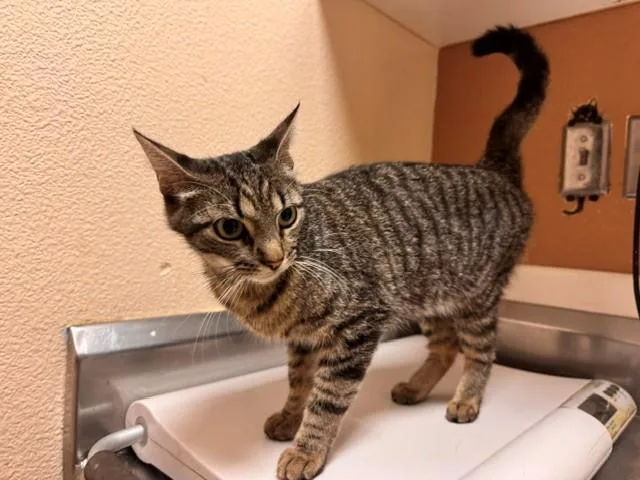 An adult medium-sized female Domestic Short Hair cat named Anna for adoption in Fairfield, CA