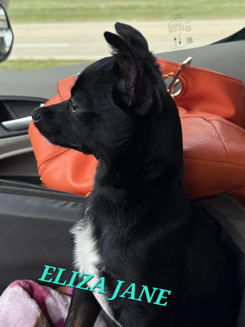 A baby small-sized female Black Chihuahua dog named Eliza Jane for adoption in Andover, MA