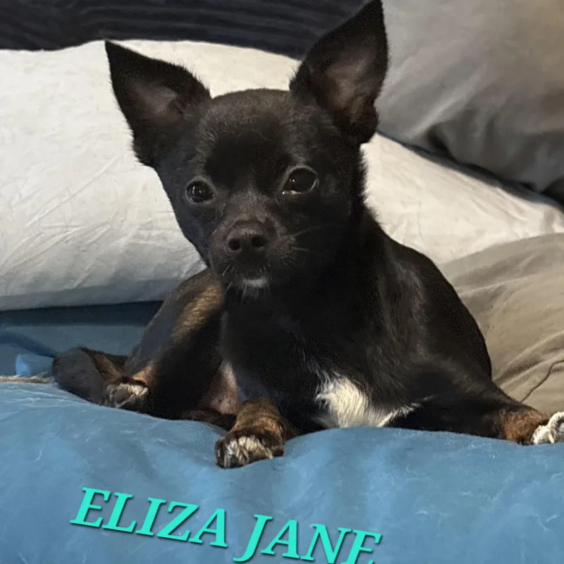 Eliza Jane thumbnail 4