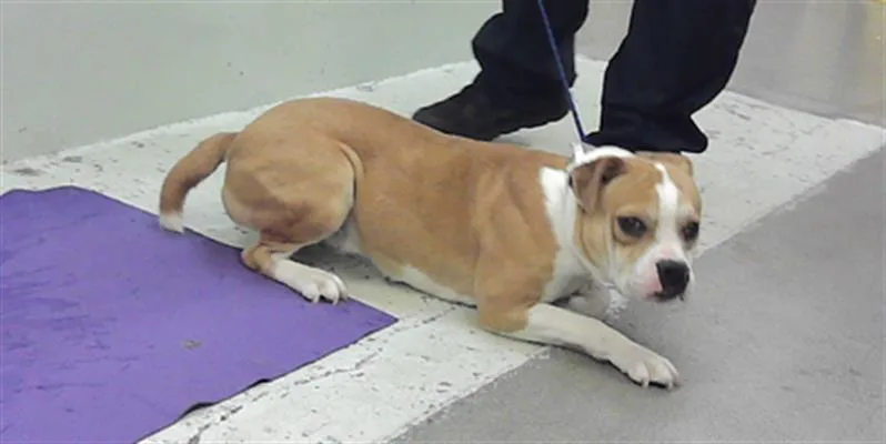 A young medium-sized female American Bulldog dog named Chica for adoption in Houston, TX