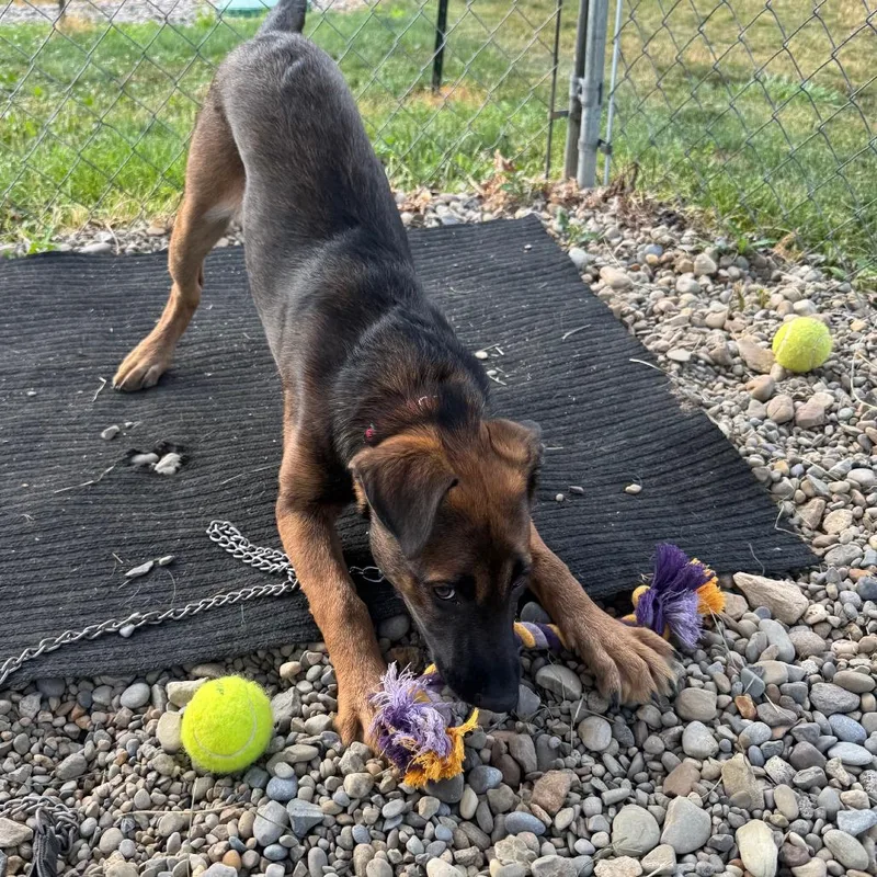 A baby medium-sized female Black Shepherd dog named Tori for adoption in Columbia Station, OH
