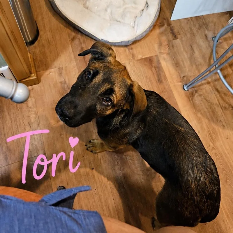 Tori thumbnail 5