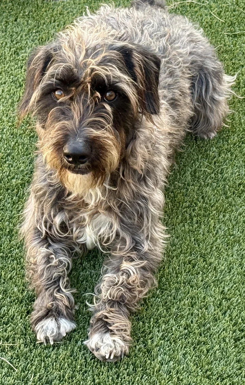 Charlie  The Handsome thumbnail 3