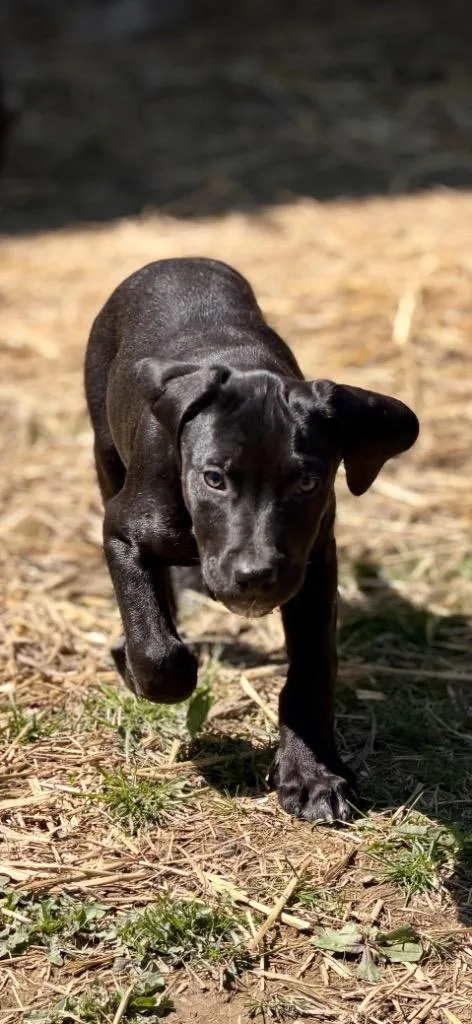 Captain America thumbnail 2