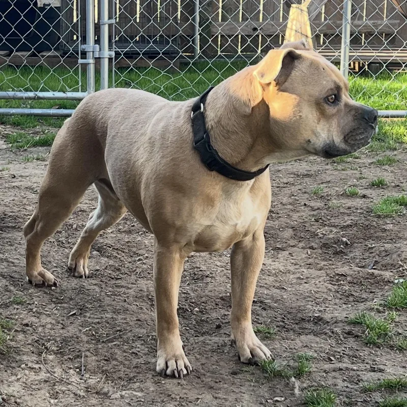 An adult large-sized male Pit Bull Terrier dog named Corky for adoption in Queen City, TX