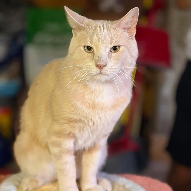 A young small-sized male Buff / Tan / Fawn Domestic Short Hair cat named Big Red for adoption in Philadelphia, PA