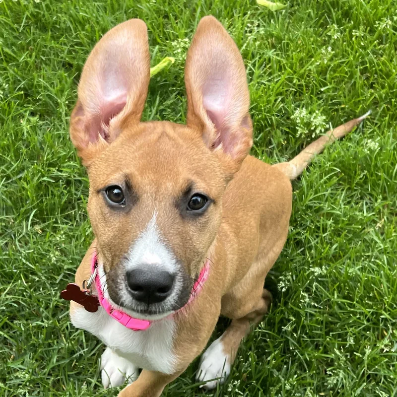 A baby medium-sized female Golden Boxer dog named Wendy for adoption in Prior Lake, MN
