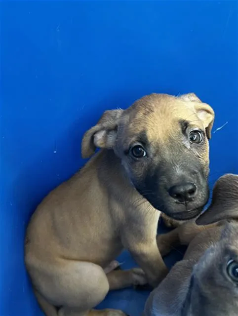 A baby large-sized male Mixed Breed dog named Onyx for adoption in Dallas, TX