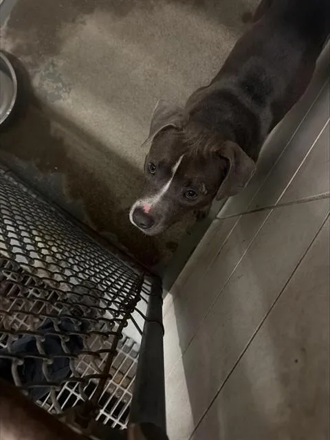 A young large-sized male Pit Bull Terrier dog named Simon for adoption in Stockton, CA