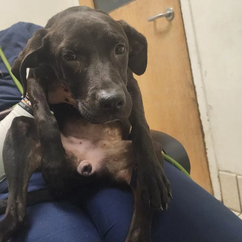A young medium-sized male Black Mixed Breed dog named Cuddly for adoption in Charleston, WV