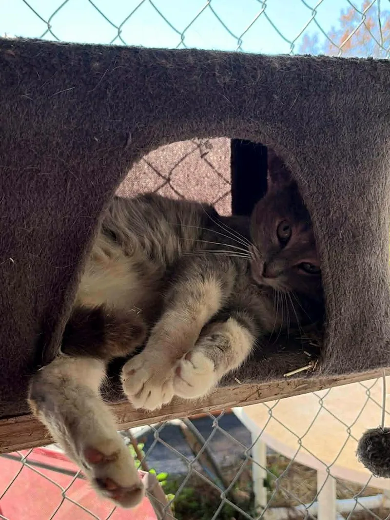 An adult small-sized female Dilute Tortoiseshell cat named Aurora for adoption in Spring Hill, FL