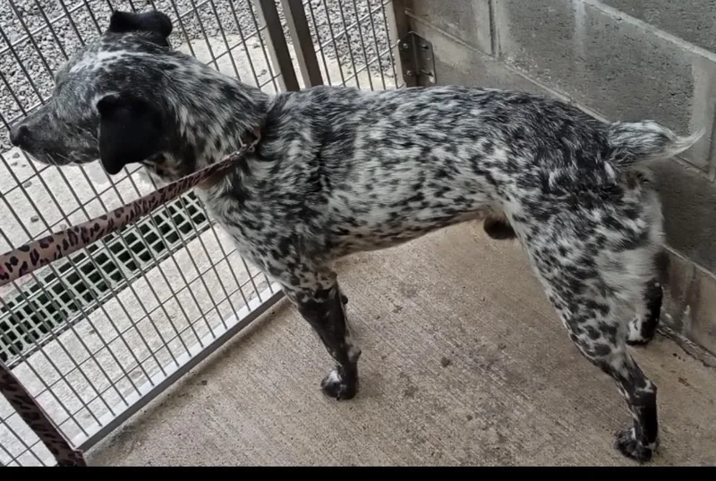 A young medium-sized male English Pointer dog named Cookie AKA Spot for adoption in Tillamook, OR