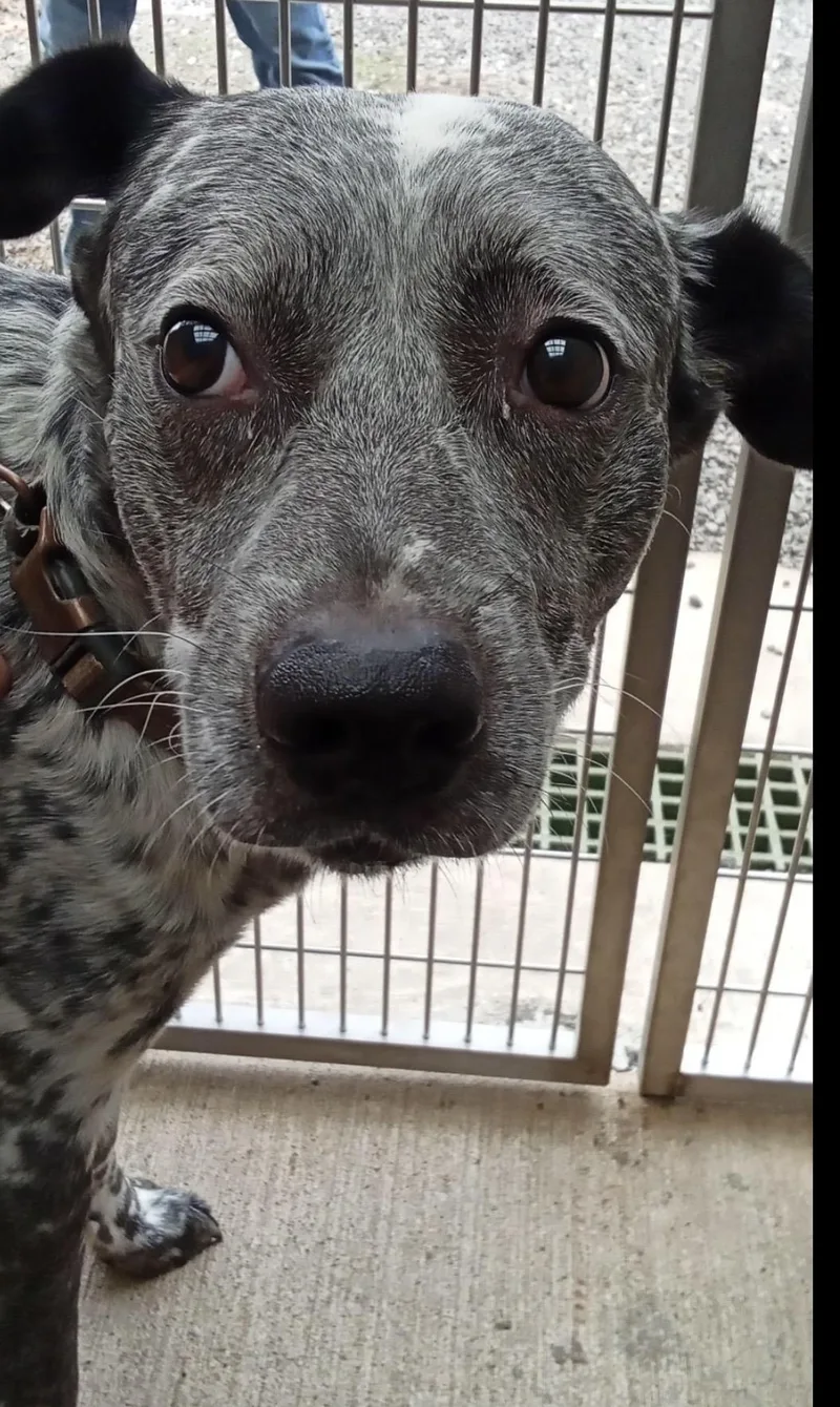 Cookie AKA Spot thumbnail 2