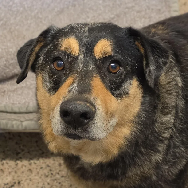 An adult large-sized male Tricolor (Brown, Black, & White) Australian Shepherd dog named Finley for adoption in Aiken, SC