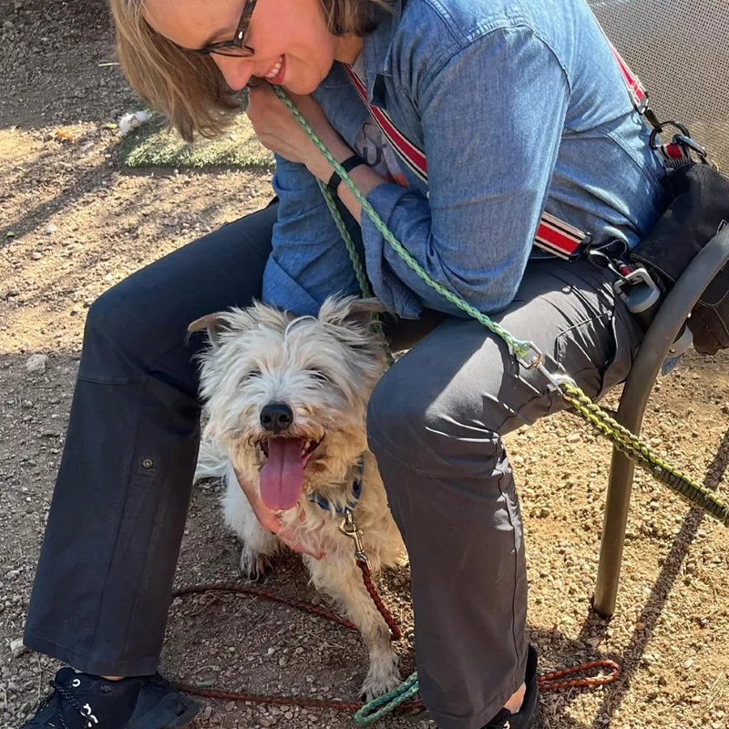 A senior medium-sized male White / Cream Cairn Terrier dog named Scrappy for adoption in Austin, TX
