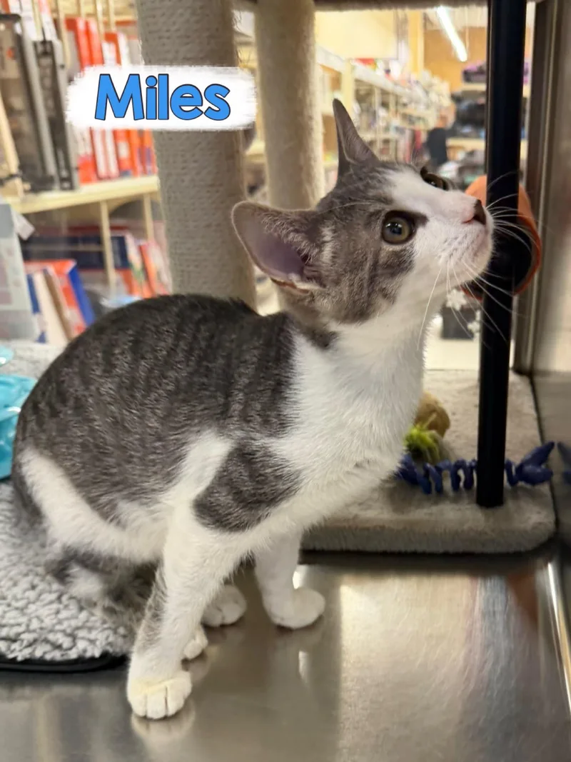 A baby medium-sized male Domestic Short Hair cat named Miles for adoption in Spring Lake, NJ