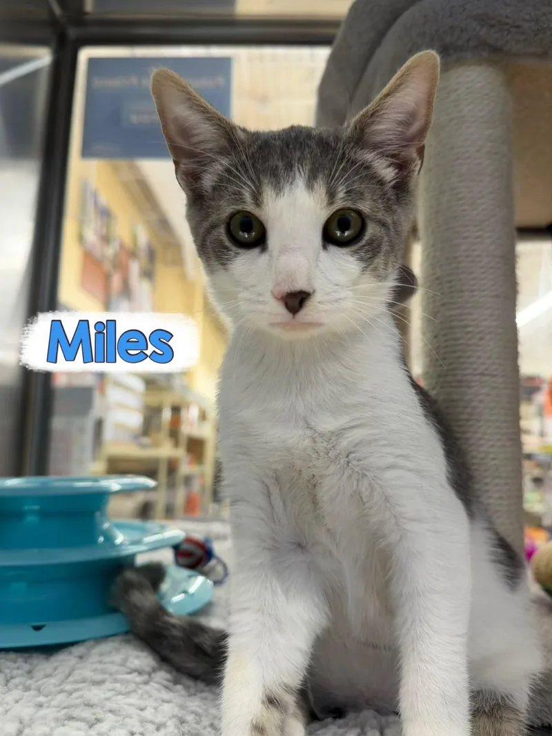 Miles thumbnail 2