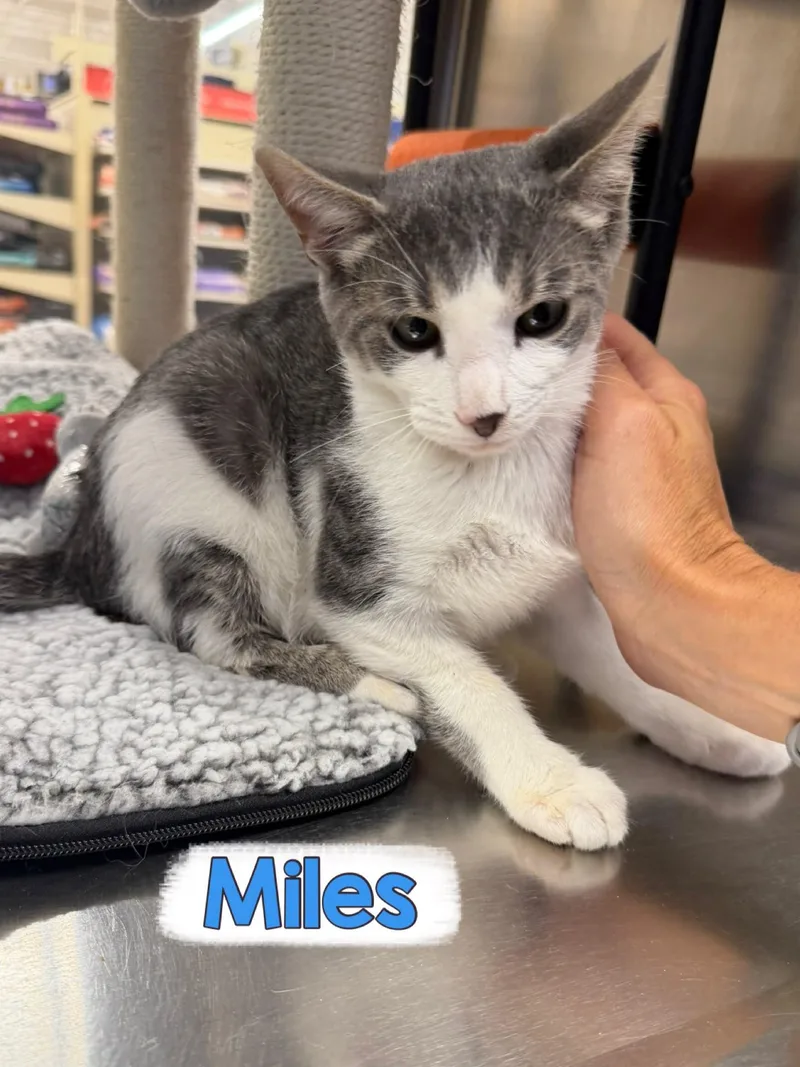 Miles thumbnail 3