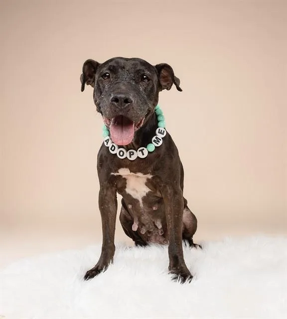An adult medium-sized female Terrier dog named Pepa for adoption in Miami, FL