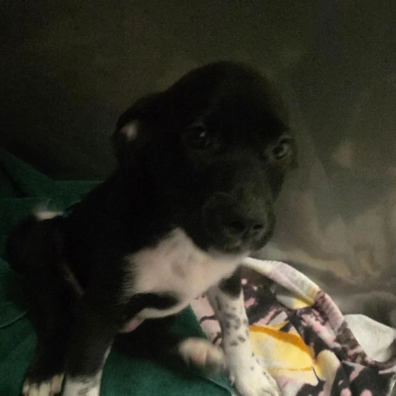 A baby medium-sized male Black Mixed Breed dog named Hendrix for adoption in Fort Bragg, CA