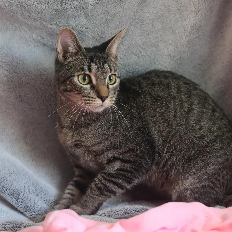 A young medium-sized female Domestic Short Hair cat named Milly for adoption in Franklin, TN